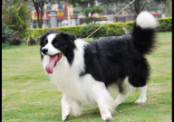 边牧适合吃什么狗粮（性价比高）