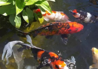 锦鲤需要躲避屋吗(为什么)