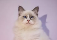 布偶猫怎么分辨纯不纯(特点)