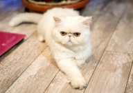 波斯猫和加菲猫区别(在哪)