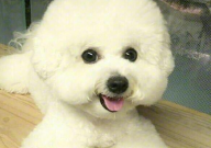 比熊老是挠耳朵怎么办(怎么回事)