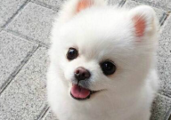 博美犬耳朵的清理方法(技巧)