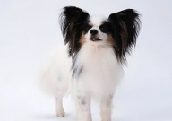 蝴蝶犬多少钱（一只）