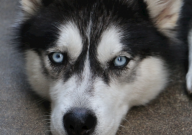 哈士奇很傻吗（为什么）