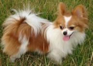 蝴蝶犬和泰迪哪个好养(好养活)