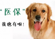 宠物医保投保条件(有哪些)