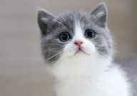英国短毛猫吃什么牌子的猫粮(比较好)
