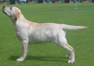 地中海犬舍的拉布拉多怎么样（好不好）