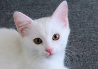 猫丢了晚上会在哪(如何快速找回)