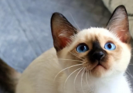 暹罗猫怎么看年龄（大小）