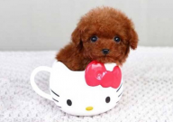 茶杯犬和比熊哪个好养(好养些)