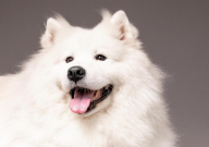 银狐犬和萨摩耶哪个好(区别)