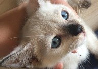 暹罗猫怎么分公母（区分）