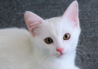 猫讨厌猫砂是什么反应(表现)