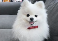 博美犬凶吗（是不是很凶）