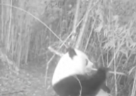 野生大熊猫自己在竹林吃了一整晚(可爱)