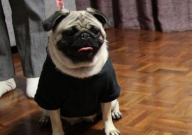巴哥犬怎么看品相(选择好坏)