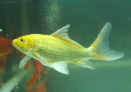 清道夫和锦鲤能养在一起吗(注意事项)