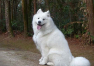 萨摩耶犬优点和缺点(是什么)