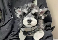 迷你雪纳瑞犬多少钱一只（黑色）