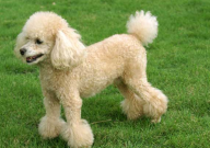 贵宾犬毛发稀疏怎么办(怎么养护)
