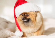 博美犬冬天能养室外吗(能不能放在室外养)