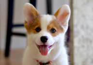 柯基犬能吃什么水果(最好)
