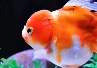 金鱼怎么养才能养活(活得长久)