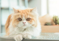 波斯猫特点(有哪些)