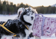 哈士奇能活多少岁(一般)