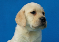 拉布拉多一般怎么训练（才听话的）