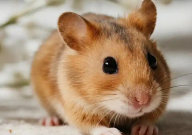 仓鼠可以吃核桃仁吗(会死吗)