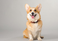 十大家养宠物犬排行榜（前十名）