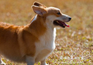 柯基犬什么颜色最好(品相)