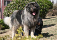 高加索犬智商排名第几(智商有多高)