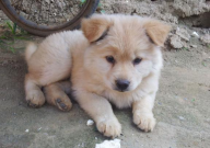 中华田园犬能活多久(寿命多长)