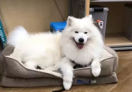 打了萨摩耶会记仇吗(为什么)