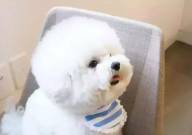 比熊能不能吃猕猴桃(水果)