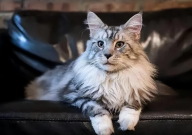 缅因猫多少钱（纯种）