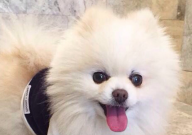 博美犬乱咬东西怎么办(怎么训练)
