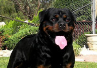 罗威纳犬适合新手养吗(适合什么人养)