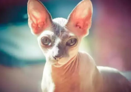 斯芬克斯猫为什么难养(优缺点)
