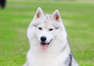 哈士奇平价狗粮哪个牌子好（还便宜）