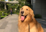金毛的寿命一般多长(最长能活多少年)