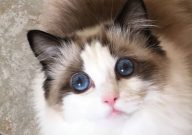布偶猫感冒了打喷嚏怎么办(能自愈吗)