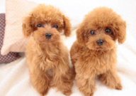 贵宾犬可以吃鸡蛋吗（好吗）