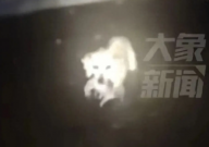 暴雨过后狗妈妈叼着幼崽求助(万物有灵)