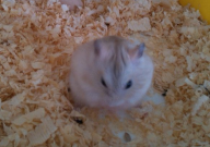 仓鼠吃不吃苹果(苹果要洗吗)