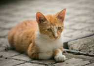 宠物猫可以吃橘子吗(为什么)
