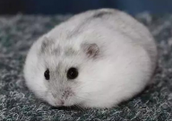 仓鼠能吃青菜吗(注意事项)